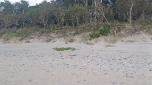 Лисичка на пляже на Куршской косе