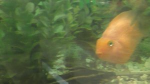 РАДУЕМ ВСЕХ!.Видео Татьяны Крестьянсковой