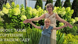 Цветение метельчатых гортензий в саду Жанны Мартыновой