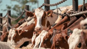 КФУ выходит на передовые позиции в животноводстве