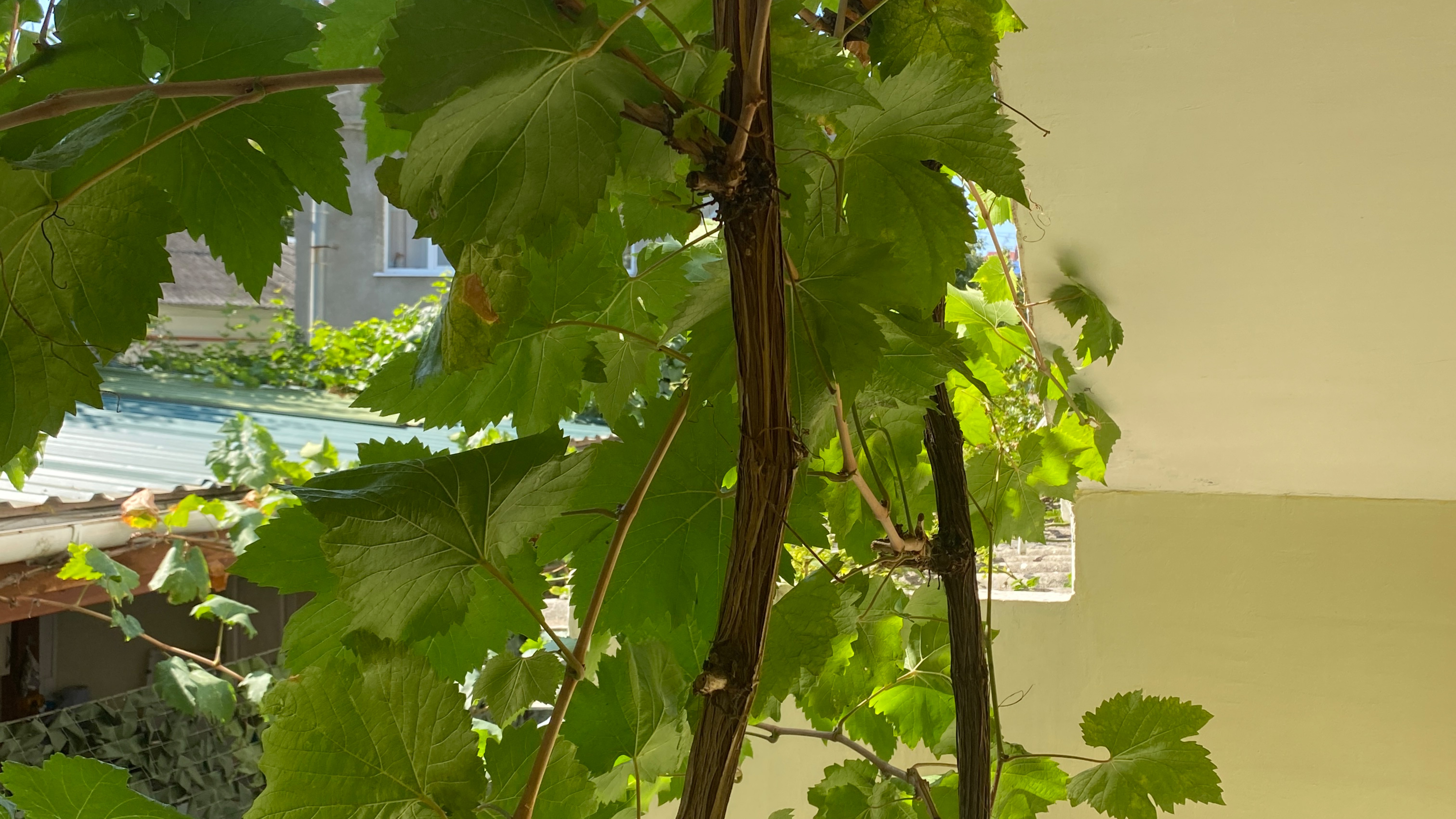 Анапа. ГД «Виноград». На улице Шевченко смотреть онлайн