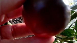 Дачные зарисовки 10 августа 2025