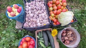 Хорошо жить в деревне! Мощный урожай всего! Чистые продукты!