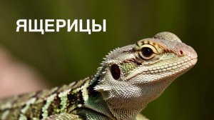 Алфавит. О ЖИВОТНЫХ. ЯЩЕРИЦЫ.