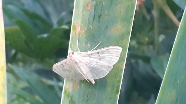 Огнёвка крапивная большая (Pleuroptya ruralis)