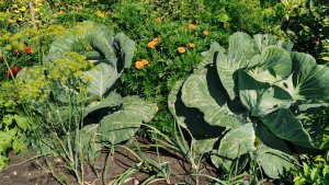 Огород 12 августа дожди все портят! Собираю урожай и пытаюсь помочь томатам.