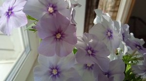 цветы люпины