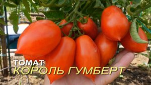 Томат КОРОЛЬ ГУМБЕРТ. Обзор сортов ТОМАТОВ!