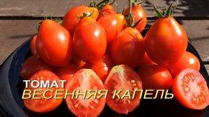 Томат ВЕСЕННЯЯ КАПЕЛЬ. Обзор сортов ТОМАТОВ!