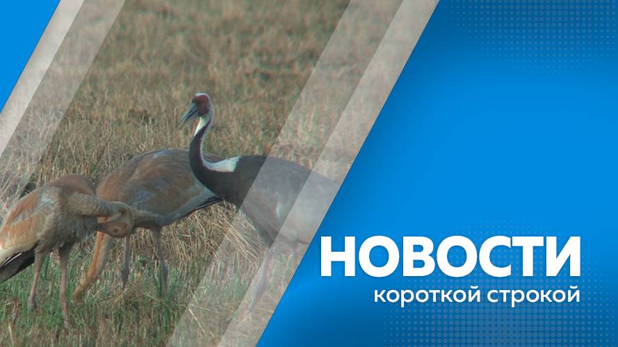 Новости короткой строкой 15.08.25