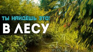 Приключения TROUT - КАПИТАНОВ 1 серия : ФОРЕЛЬ в ЛЕСНОЙ ГЛУШИ! #1million  #мормышинг