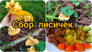 НАБРАЛИ ВЕДРО ЛИСИЧЕК ЗА 30 МИНУТ, ВЫРУБКА ДЕРЕВЬЕВ ПРОДОЛЖАЕТСЯ.