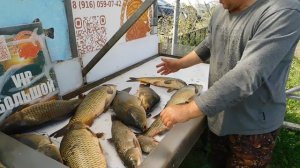 Отчет рыбака за 15 августа 2025