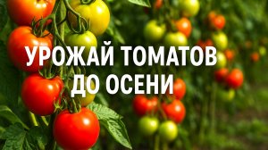 Томаты будут спеть и плодоносить до заморозков! Мой августовский секрет