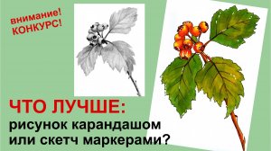 Рисуем ветку с ягодами спиртовыми маркерами. Второе видео для сравнения с рисунком карандашом.