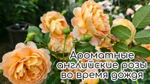 Ароматные английские и другие розы во время дождя