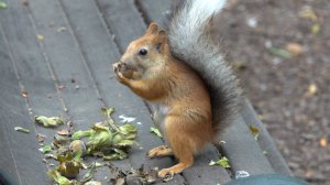 Балерина. Короткая Зарисовка