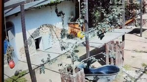 Лев Шерханчик- непослушный , озорной мальчишка, но папа Саша умеет подобрать нужные слова в МинЗоо.