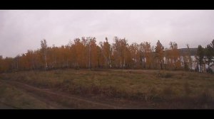 Березы...Осень...