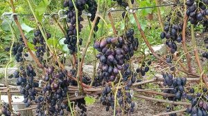 кодрянка 2025