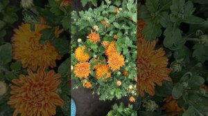 Хризантема почтой.