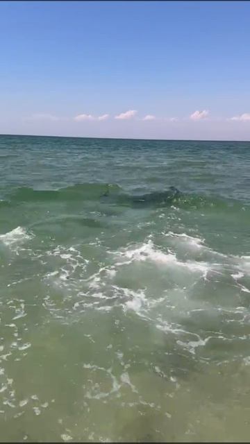 Игривый дикий дельфин в Чёрном море у пляжа смотреть онлайн