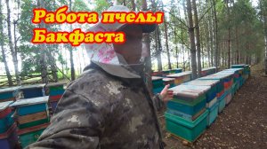 ОТБОР МЁДА НА ТОЧКЕ №2, ВЕЗЁМ НА СТАЦИОНАР И РАЗГРУЖАЕМ.