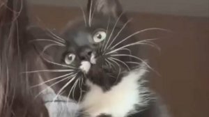 Забавные котята! Отличное настроение обеспечено!