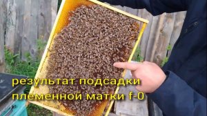 результат подсадки племенной матки ?!