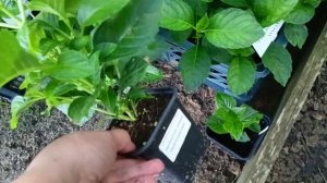 Таблетензия Пинк и Пурпл. Саженцы почти готовы. 15.08.2025