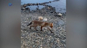 Дикая лисица вышла на променад на берег Онежского озера в Петрозаводске