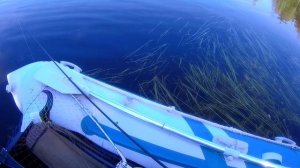 Рыбалка на хищника 09.08.2025