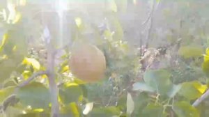 14.08.2025 груша Ксения (Ноябрьская Молдавии)