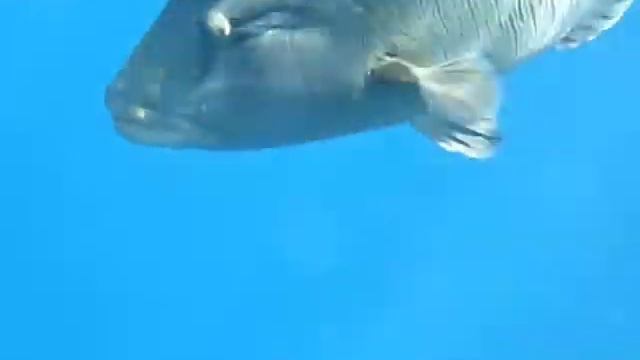 Красота Подводного Мира : Рыба - Наполеон смотреть онлайн