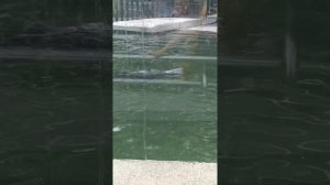 Путешествие по Московскому зоопарку