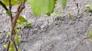 16 августа обзор персика и винограда в Брянске