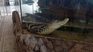 Крокодил Гоша