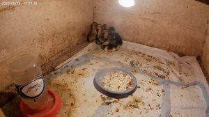 У нас пополнение.Курочка молодец.