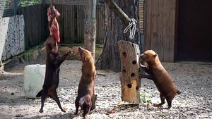 Кустарниковые собачки устроили настоящее шоу: хотите мяса? Придется попрыгать!