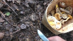 Лес да грибы! Чудеса в лесу!