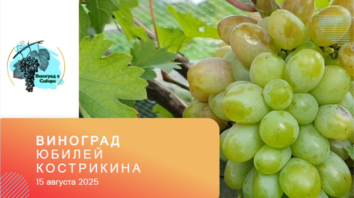 Виноград Юбилей Кострикина 15 августа 2025г смотреть онлайн