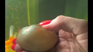 Жемчужница для пресноводного аквариума, жемчужница для аквариума, жемчужница перламутровая