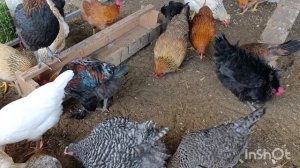 16-08-2025. Балую свою птичку 🐔🐓😊
