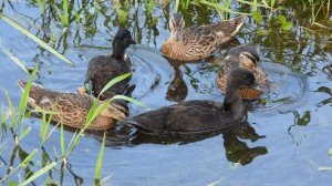 Кряква, черные утята, наблюдение птиц в Великом Новгороде, 16 августа 2025