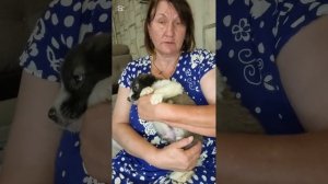 Купила молочко для щенка, спасибо девочки за помощь