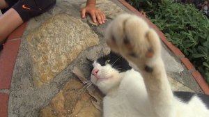 Турецкий кот