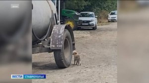 В парке Железноводска запретили кормить енотов, чтобы не заразиться бешенством