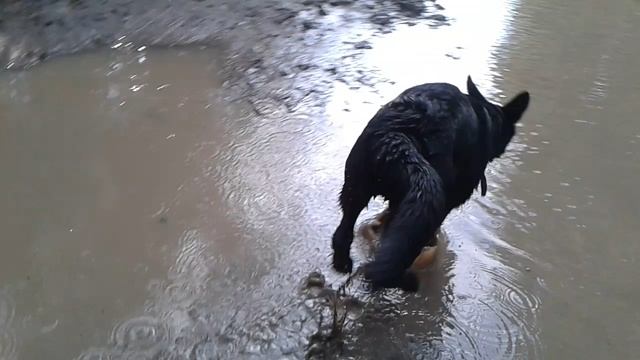 Свинская Лужа смотреть онлайн