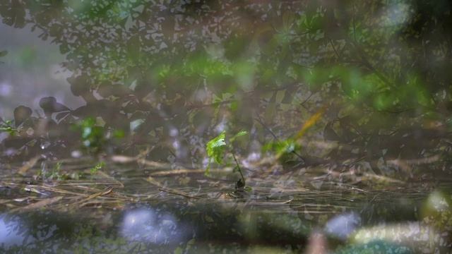 17 августа – Сила корней, обновление энергии и тайна воплощения.