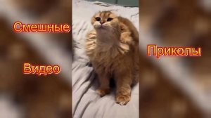 Самые смешные видео приколы|Юмор и Приколы